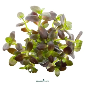 Lila Falsches Fettblatt, Bacopa salzmannii 'Purple', im Topf Finale Aktion